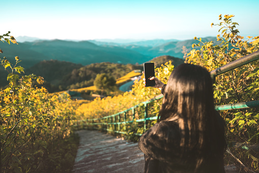Traveller adult woman relax in yellow Mexican sunflower field up on the hill. She hold the smartphone for modern travel concept. Trendy famous destination on winter holiday at Mae hong son, Thailand.