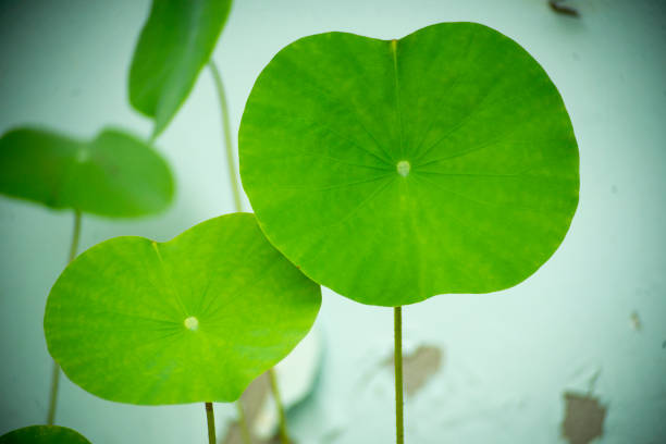 2 fresh green lotus leaves, isolated on blurred background