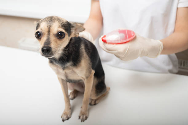 istock Little cute scared dog looks while she is being treated for ticks, fleas 1262836429