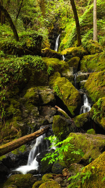 istock Mossy Cascade on Cataract Falls Trail in Marin County 1262836503