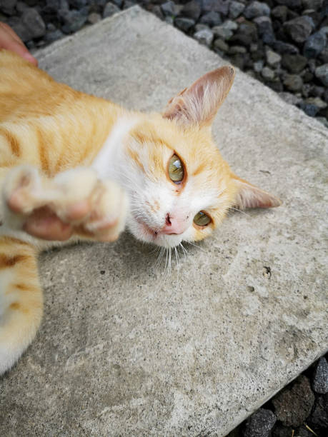istock Ginger cat, pet love, domesticated 1262837458