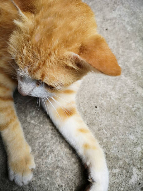 istock Ginger cat, pet love, domesticated 1262837866