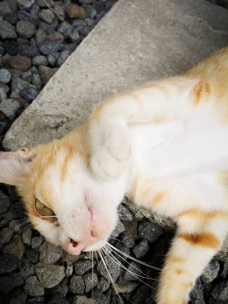 istock Ginger cat, pet love, domesticated 1262837967