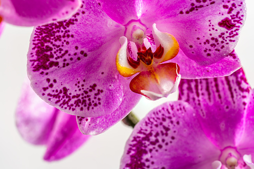 Macro photography pictures of beautiful orchid flowers