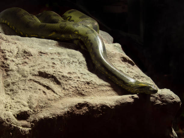istock Close up Green Anaconda Coiled on The Rock 1262841381
