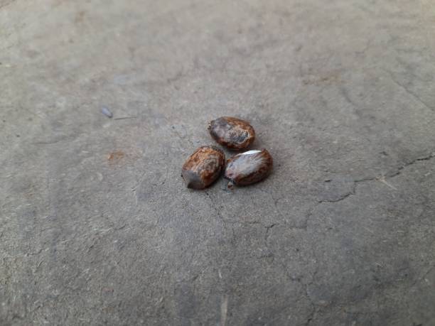 istock Seeds of the castor plant. 1262843552