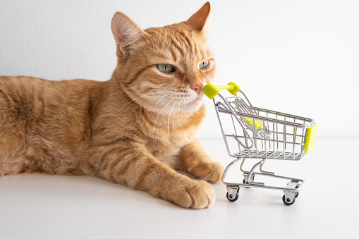 Ginger cat with shopping cart on white background looking curiously. Cute pet deciding to go buy groceries in animal store. Small miniature shop trolley. Copyspace poster