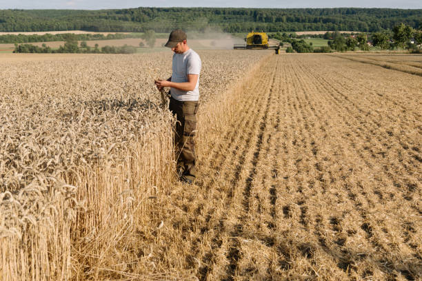 istock while harvesting a farmer controls grain of a wheat field 1262846538