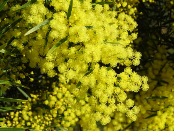 istock Australian Golden Wattle 1262846654