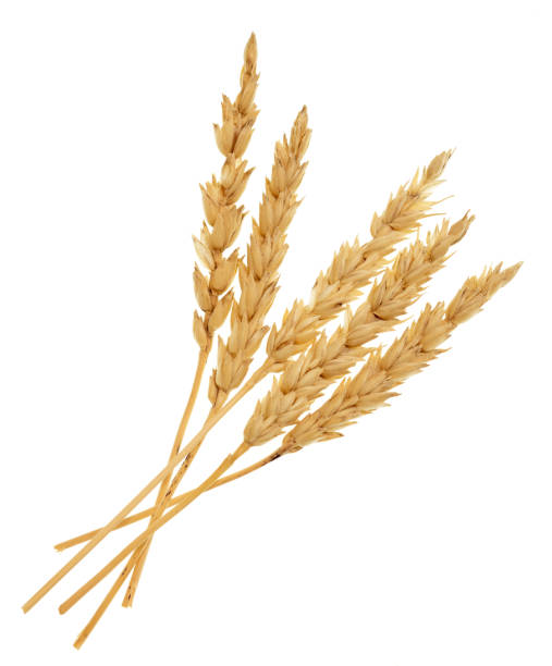 Wheat on white stock photo