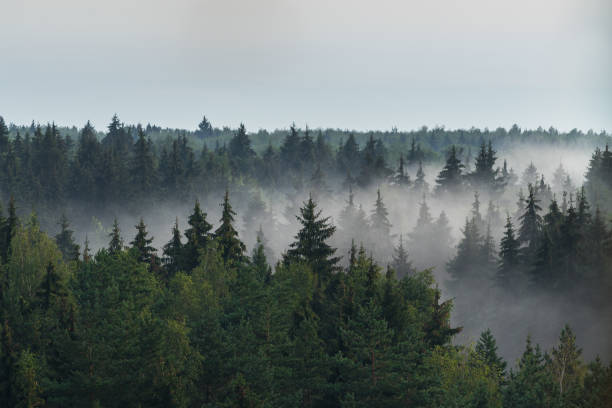Panoramic landscape view of green spruce forest horizon in the fog