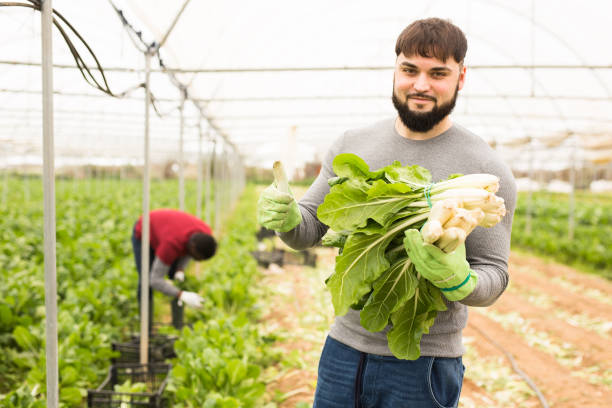 istock Successful young horticulturist with green chard 1262853058