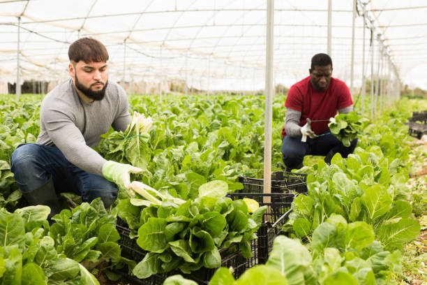 istock Young worker cutting green chard on farm plantation 1262853065