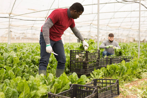 istock African-american worker cleans mangold on plantation 1262853078