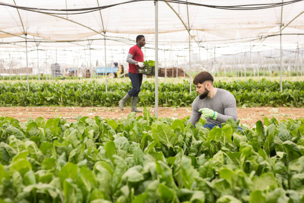 istock Young farmer harvesting Swiss chard 1262853082