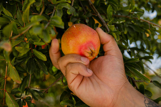 istock A Hand Grabbing a Pomegranate Tree on a Sunny Day 1262858231
