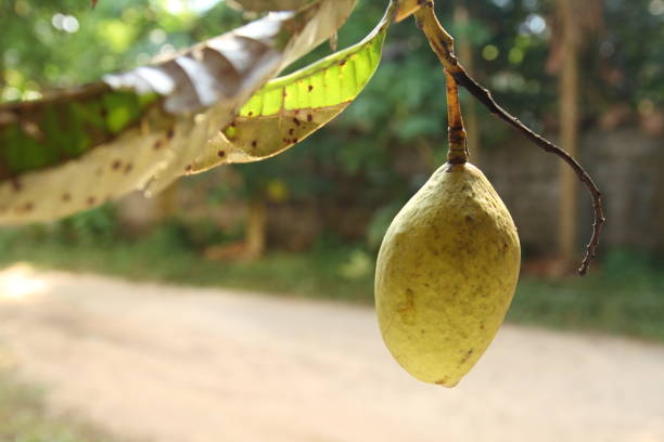 mango(Mangifera foetida Lour ) fruit in thailand stock photo