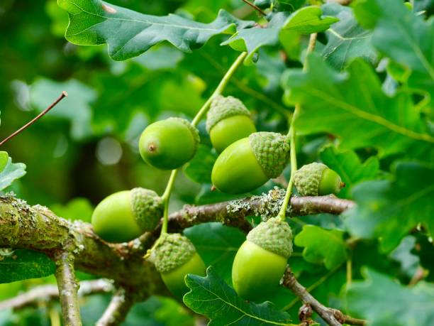 400+ Sessile Oak Stock Photos, Pictures & Royalty-Free Images