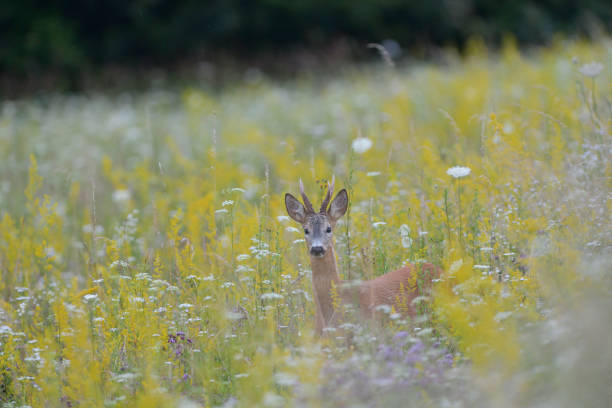 istock A roe deer with antlers in a roar looking for a roe deer in a meadow in tall grass 1262866129