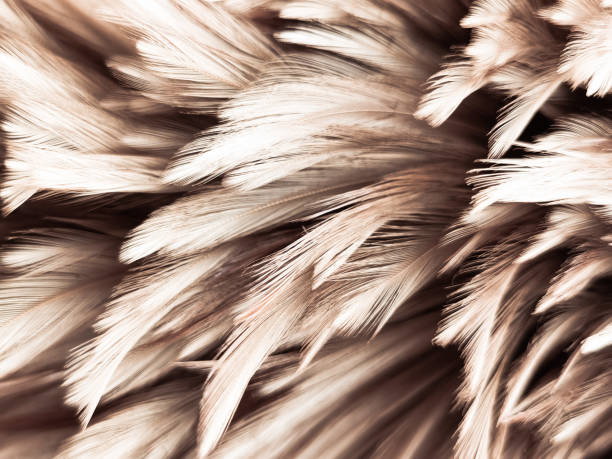 istock Beautiful abstract white and brown feathers on white background and soft yellow feather texture on white pattern and yellow background, feather background, gold feathers banners 1262867783