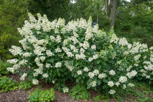 Autumn Flowering Cream Flowers of a Paniculate Hydrangea Shrub (Hydrangea paniculata 'Tardiva') Growing in a Woodland Garden in Rural Devon, England, UK Hydrangea paniculata is a deciduous shrub panicle stock pictures, royalty-free photos & images