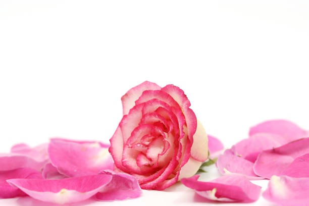 istock pink rose isolated in white background 1262868072