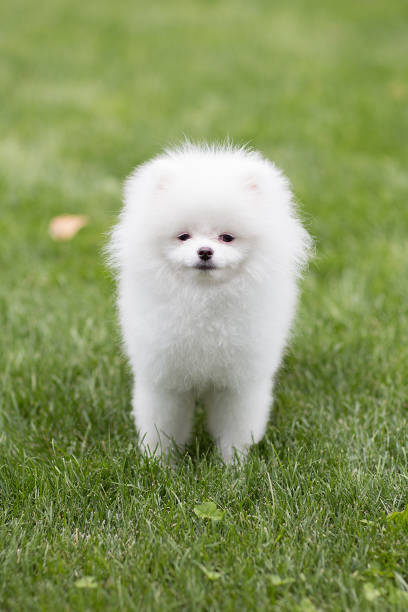 istock white Pomeranian puppy 1262869230