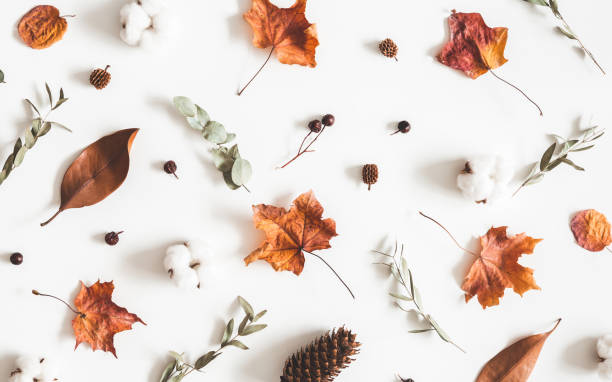 istock Autumn composition. Pattern made of eucalyptus branches, cotton flowers, dried leaves on white background. Autumn, fall concept. Flat lay, top view 1262869345