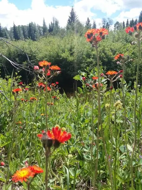 Photo of Reddit flower field