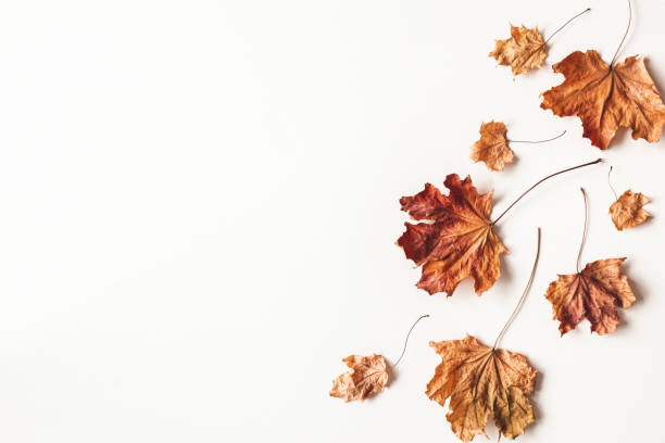 istock Autumn composition. Dried maple leaves on white background. Autumn, fall, thanksgiving day concept. Flat lay, top view 1262869354