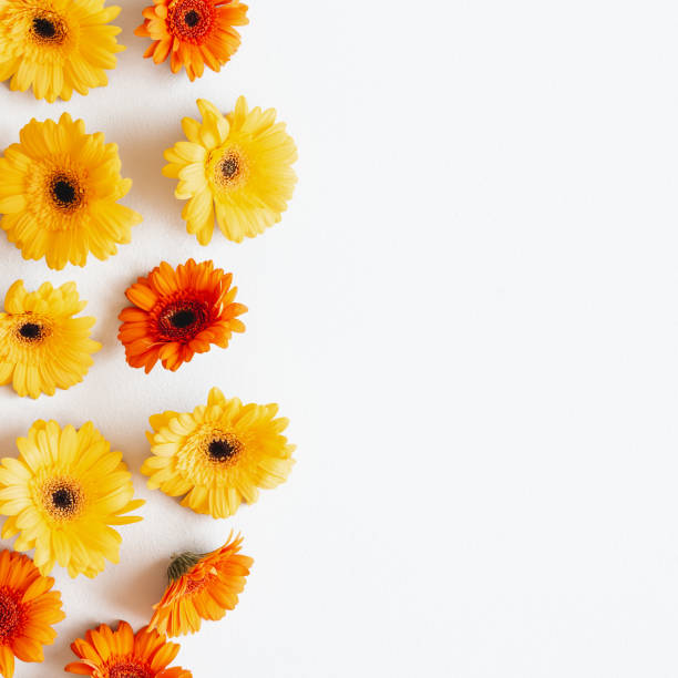 istock Autumn composition. Gerbera flowers on white background. Autumn, fall concept. Flat lay, top view, copy space 1262869389