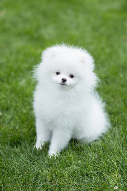 istock white Pomeranian puppy 1262869485