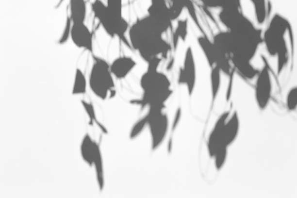istock Shadow overlay effect for photo. Shadows from tree leaves and tropical branches on a white wall in sunlight. 1262873043