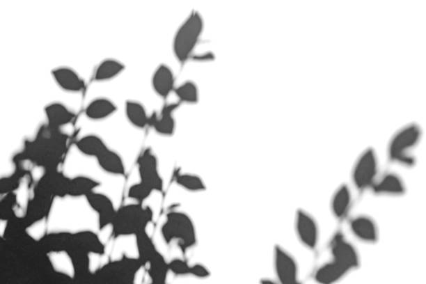 istock Shadow overlay effect for photo. Shadows from tree leaves and tropical branches on a white wall in sunlight. 1262873044
