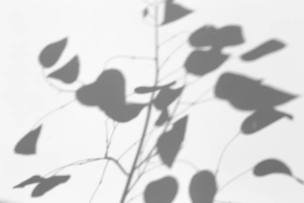 istock Shadow overlay effect for photo. Shadows from tree leaves and tropical branches on a white wall in sunlight. 1262873050
