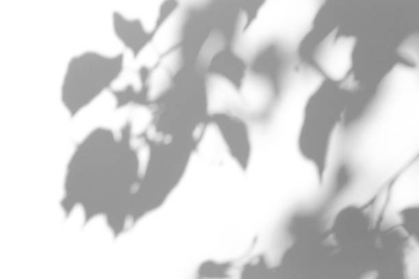istock Shadow overlay effect for photo. Shadows from tree leaves and tropical branches on a white wall in sunlight. 1262873051