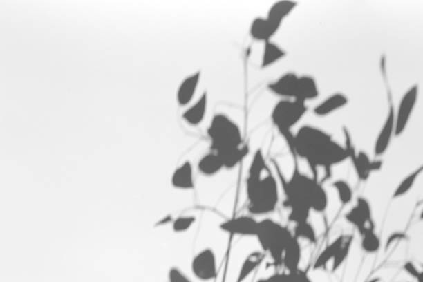 istock Shadow overlay effect for photo. Shadows from tree leaves and tropical branches on a white wall in sunlight. 1262873059