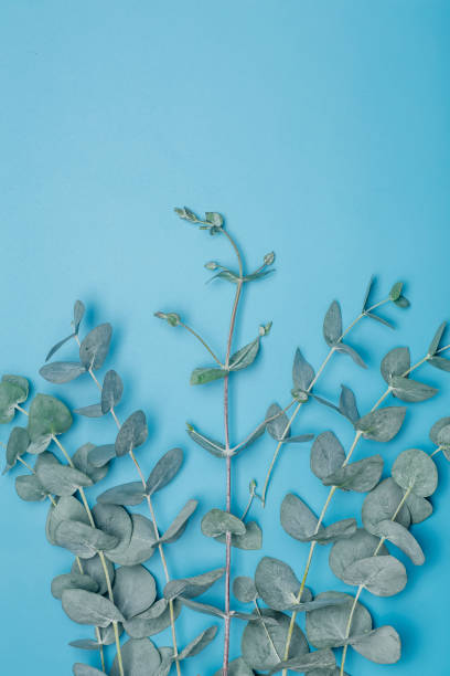 유칼립투스는 배경을 남긴다. 푸른 깨끗한 배경에 유칼립투스 식물의 잎과 가지. 유칼립투스 에센셜 오일을 곁들인 스파, 아로마테라피 및 화장품 - candy make up chewing gum blue 뉴스 사진 이미지