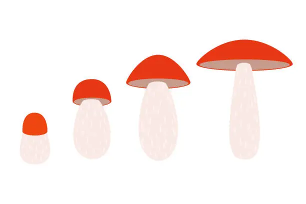 Vector illustration of orange-cap boletus, vector illustration. set of edible mushrooms.