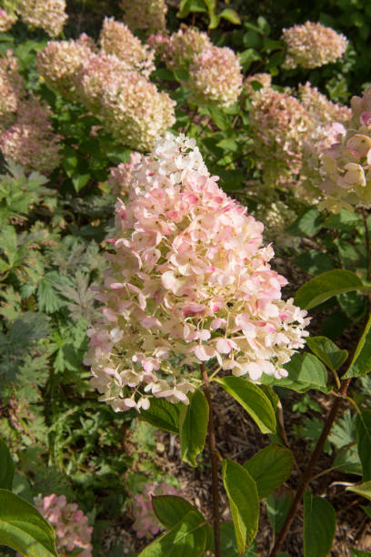 Autumn Colours of the Pink Flushed Flower Heads of a Paniculate Hydrangea Shrub (Hydrangea paniculata 'Silver Dollar') in a Country Cottage Garden in Rural Devon, England, UK Hydrangea paniculata is a Deciduous Shrub panicle stock pictures, royalty-free photos & images