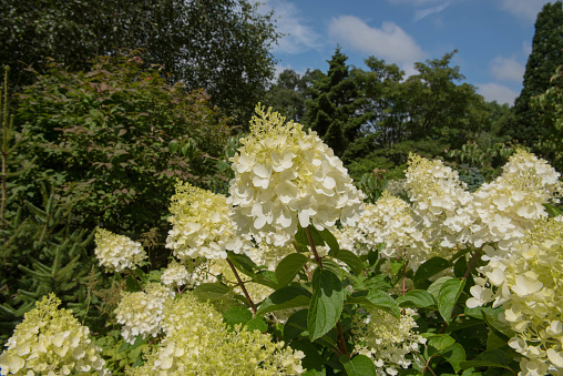 White hydrangea study. Front lit in midsummer. In a Connecticut garden.