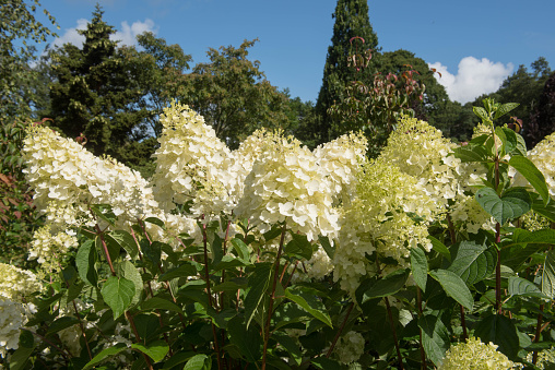 Hydrangea paniculata is a Deciduous Shrub