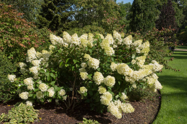Summer Colours of the Cream Flower Heads of a Paniculate Hydrangea Shrub (Hydrangea paniculata 'Silver Dollar') in a Country Cottage Garden in Rural Devon, England, UK stock photo