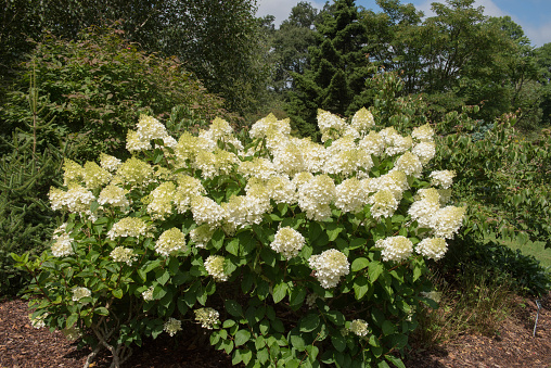 Hydrangea paniculata, commonly called panicle hydrangea, is a vigorous, upright, rapid growing, deciduous shrub that is native to Japan and China. It grows to 3-5 meter high, and features oval to ovate dark green leaves and upright, sharply-pointed, conical, terminal flower panicles containing both fertile and sterile flowers that bloom from mid-summer into autumn.\nThe genus name Hydrangea comes from hydor meaning \