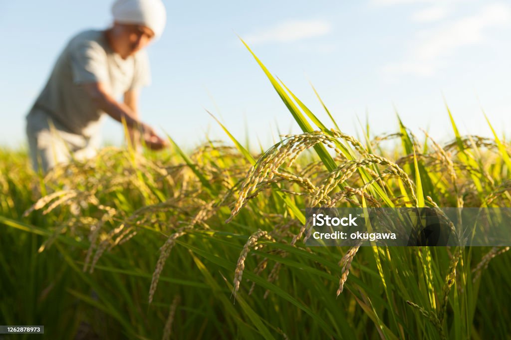 rice　farmer farmer checking ripe rice Rice - Cereal Plant Stock Photo