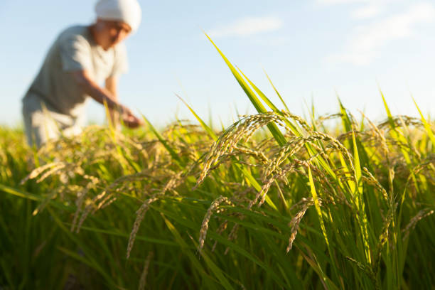 rice　farmer farmer checking ripe rice rice paddy stock pictures, royalty-free photos & images