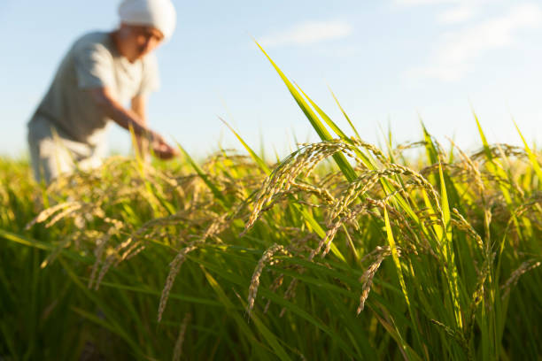 rice farmer farmer checking ripe rice rice paddy photos stock pictures, royalty-free photos & images