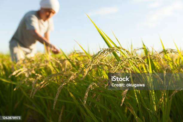 Rice　farmer Stock Photo - Download Image Now - Rice - Cereal Plant, Rice - Food Staple, Rice Paddy
