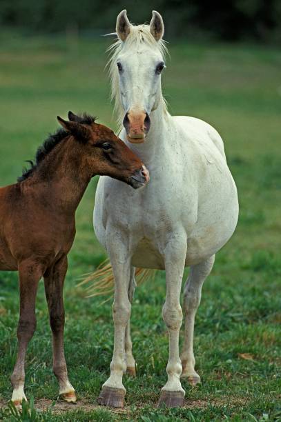 istock Lipizzan Horse, Mare and Foal 1262879011