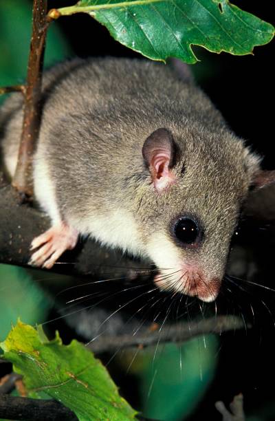 istock Edible Dormouse, glis glis, Adult, Normandy 1262879046
